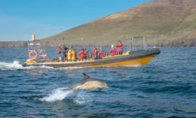 5 lugares para ver golfinhos na Irlanda