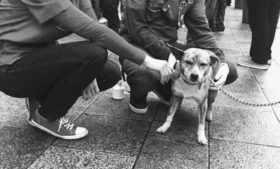 Veterinários voluntários cuidam de pets de sem-tetos em Dublin