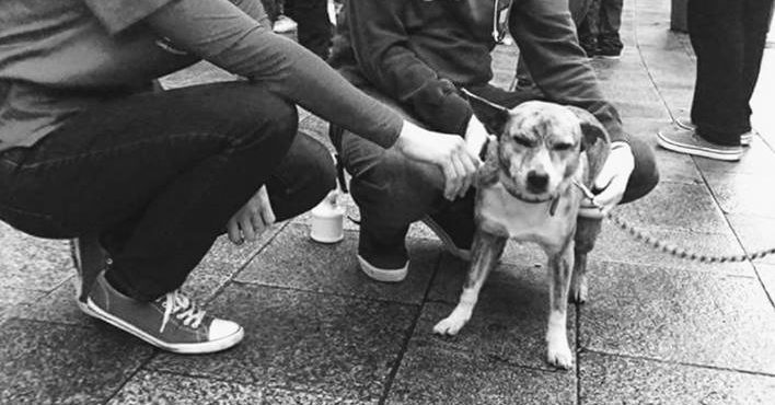 Veterinários voluntários cuidam de pets de sem-tetos em Dublin
