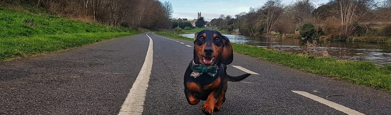 Salsichinhas se reúnem em clube no Phoenix Park, em Dublin