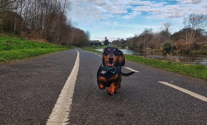 Salsichinhas se reúnem em clube no Phoenix Park, em Dublin