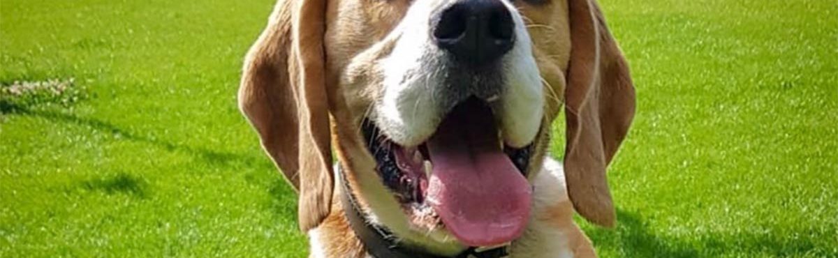 Festival reúne famílias e cães em centro de adoção de Dublin