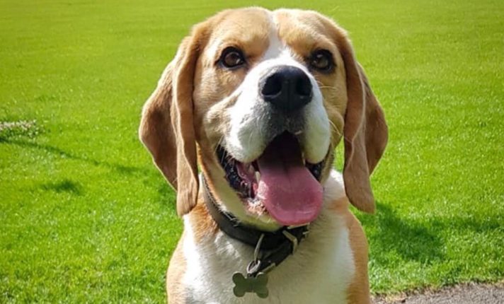 Festival reúne famílias e cães em centro de adoção de Dublin