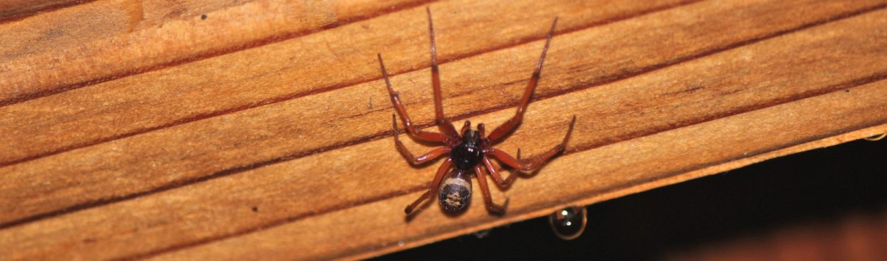 Falsa Viúva-Negra: a aranha que aterroriza Reino Unido e Irlanda no verão