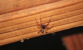 Falsa Viúva-Negra: a aranha que aterroriza Reino Unido e Irlanda