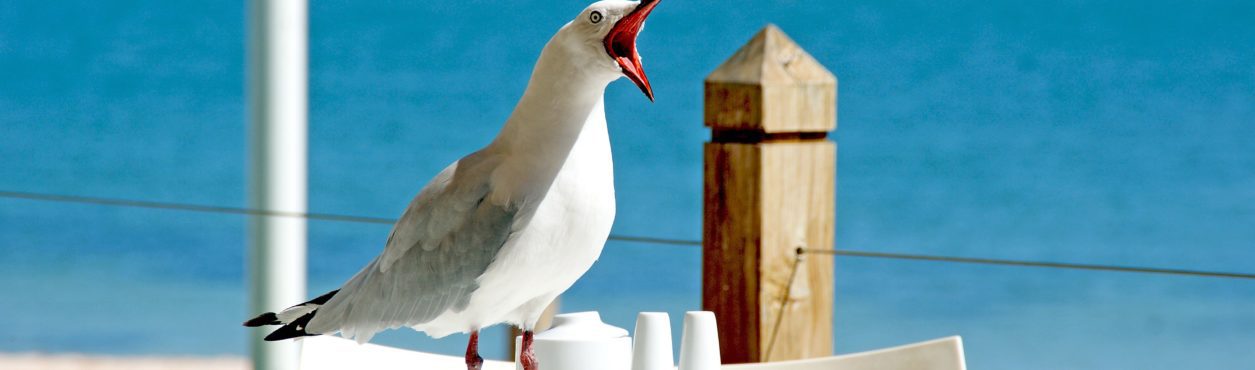 Como impedir que gaivotas roubem sua comida na Irlanda