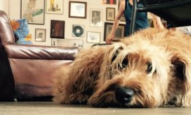 8 cafés dog friendly para você curtir em Dublin