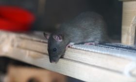 Dublin dobra número de invasão de ratos