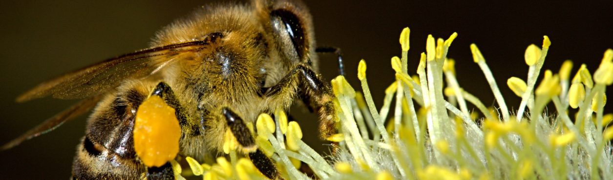 Para salvar abelhas, Dublin poderá ter pontos de ônibus ecológicos