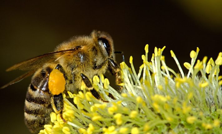 Para salvar abelhas, Dublin poderá ter pontos de ônibus ecológicos