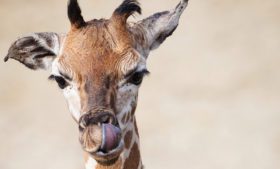 Filhote de girafa nasce no Dublin Zoo