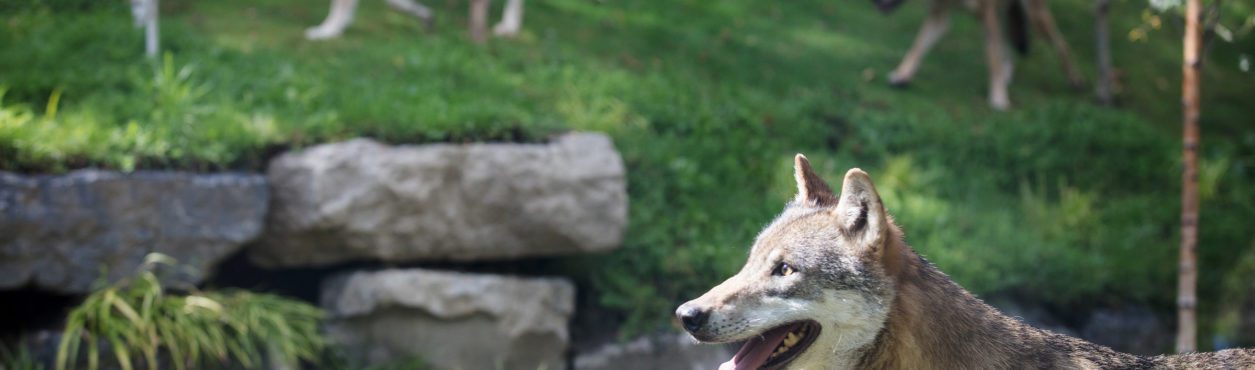 Inaugurado novo espaço com lobos no Dublin Zoo