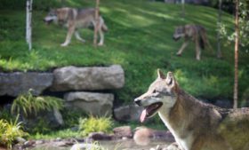 Inaugurado novo espaço com lobos no Dublin Zoo