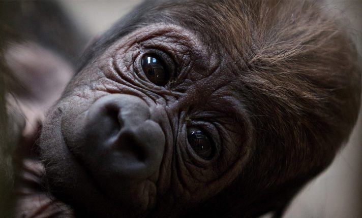 Bebê gorila nasce no Dublin Zoo