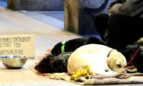 Polícia apreende cães sedados nas ruas de Dublin