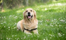 Quanto custa manter um cachorro na Irlanda?