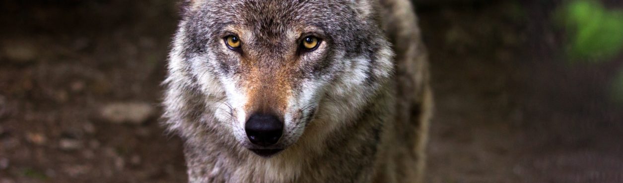 Projeto sugere reintroduzir lobos na Irlanda