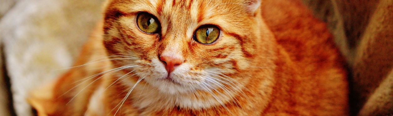 Feira de gatos acontece em Dublin no domingo