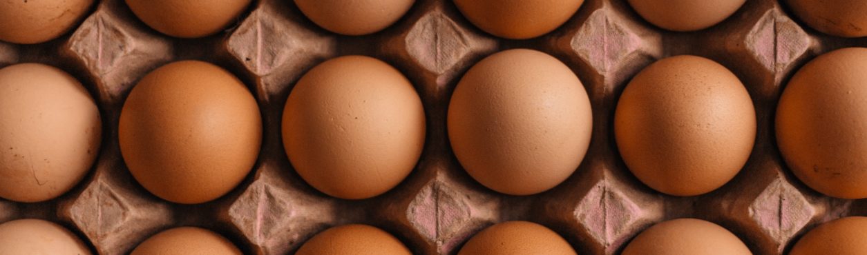 Gripe aviária: ovos acabam e Irlanda precisa importar produto