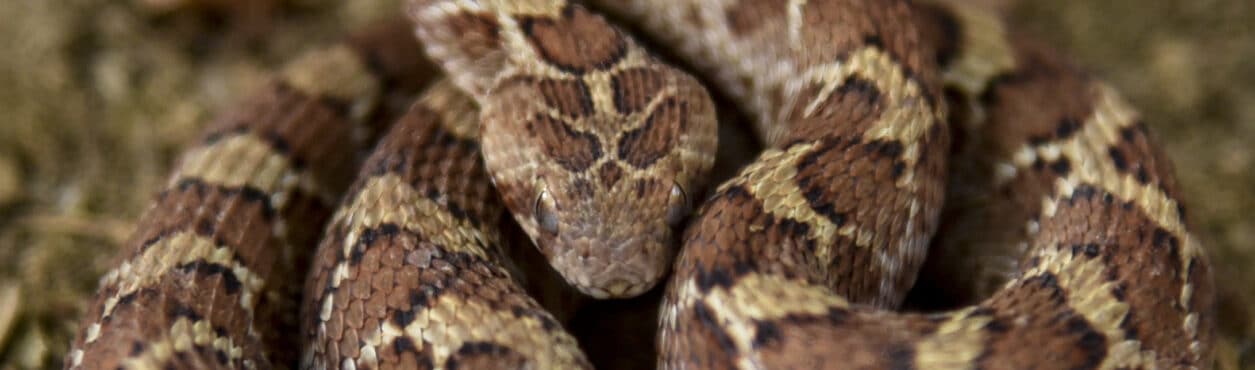 Cobra venenosa desafia lenda de St. Patrick e aparece na Irlanda