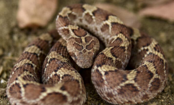 Cobra venenosa desafia lenda de St. Patrick e aparece na Irlanda