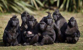 Zoológico de Dublin pede socorro em meio à pandemia