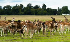 Phoenix Park: maior parque urbano da Europa fica em Dublin, na Irlanda