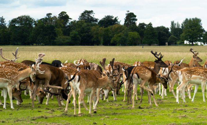 Phoenix Park: maior parque urbano da Europa fica em Dublin, na Irlanda