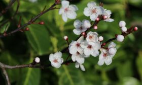 Quando começa a primavera na Irlanda?