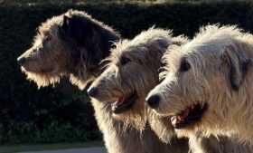 Irish Wolfhound: conheça mais sobre a raça do gigante cão irlandês