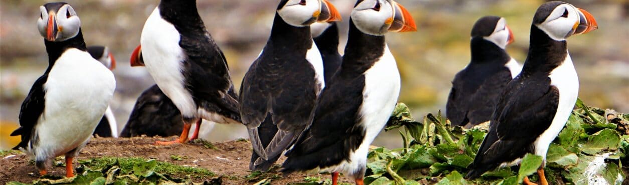 Papagaio-do-mar: conheça os pássaros que vivem na costa da Irlanda