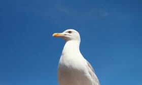 Por que as gaivotas estão mais barulhentas na Irlanda?