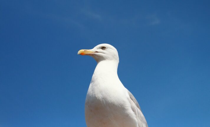 Por que as gaivotas estão mais barulhentas na Irlanda?
