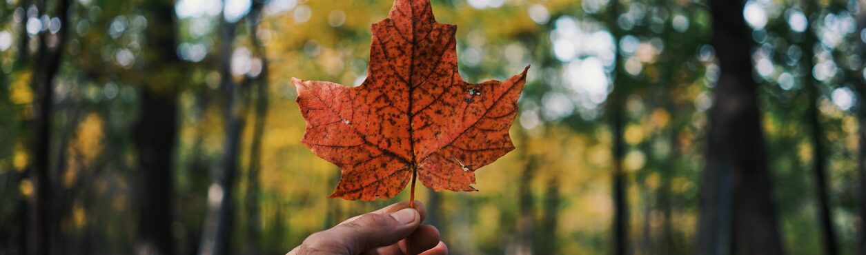 Intercâmbio voluntário no Canadá: descubra como fazer o seu