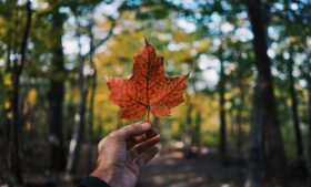 Intercâmbio voluntário no Canadá: descubra como fazer o seu