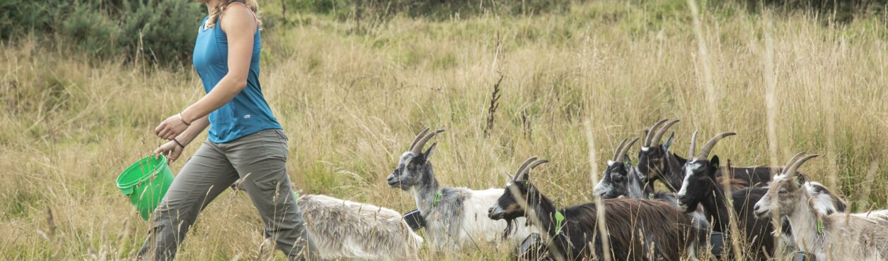 Old Irish Goats: cabras ancestrais combatem incêndios na Irlanda