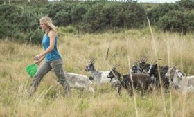 Old Irish Goats: cabras ancestrais combatem incêndios na Irlanda