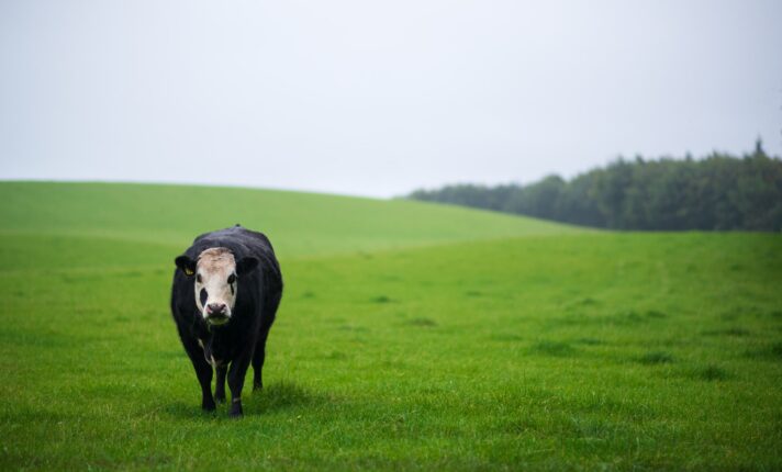 Irlanda vai usar algas para alimentar gado e reduzir gás metano