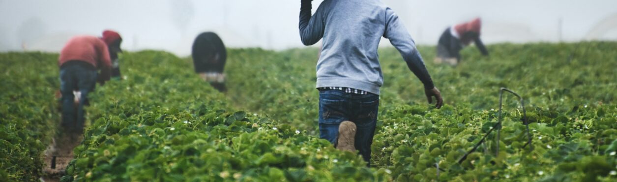 Intercâmbio agrícola: como estudar e trabalhar em fazendas no exterior