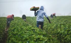 Intercâmbio agrícola: como estudar e trabalhar em fazendas no exterior