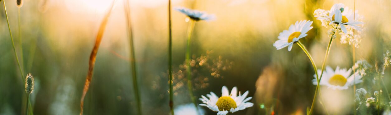 Primavera começa na Irlanda com semana de sol e temperatura amena