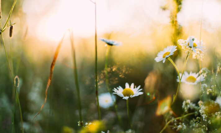 Primavera começa na Irlanda com semana de sol e temperatura amena