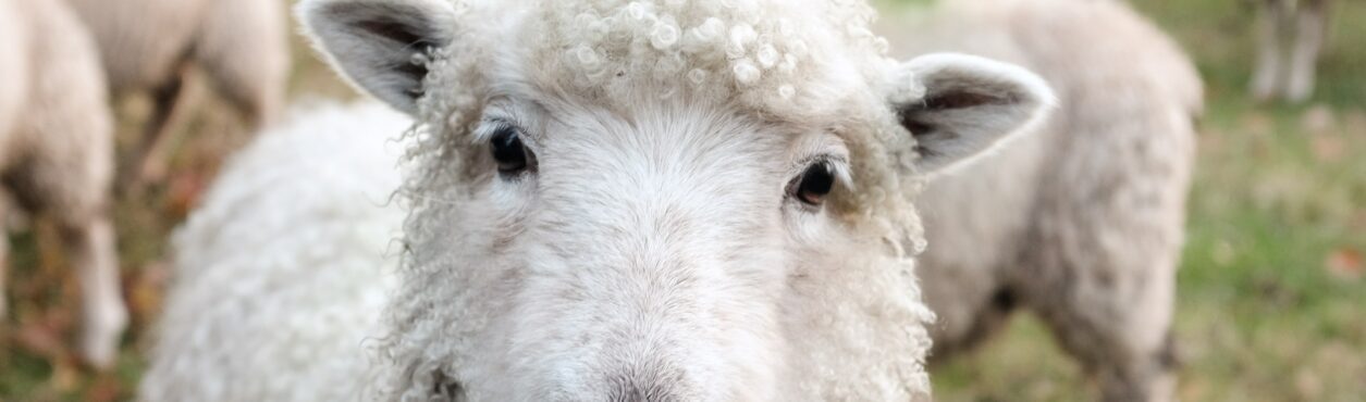 Como visitar fazendas de ovelhas na Irlanda