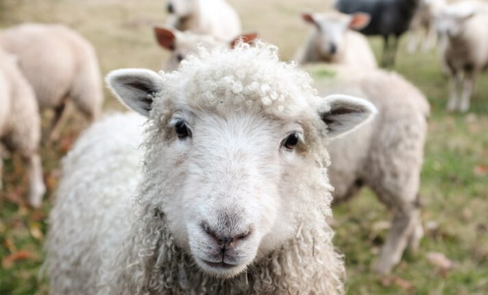 Como visitar fazendas de ovelhas na Irlanda