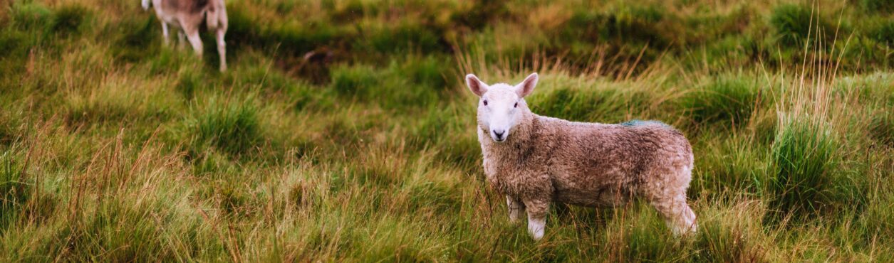 Mais de 4 milhões de ovelhas vivem na Irlanda