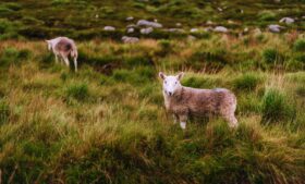 Mais de 4 milhões de ovelhas vivem na Irlanda