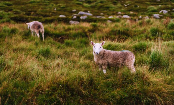 Irlanda registra quase uma ovelha por habitante, mostra novo censo