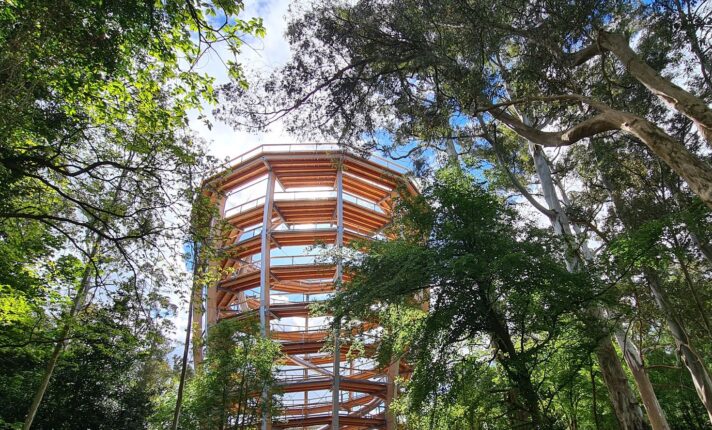Parque em Wicklow tem torre de madeira e caminhada sobre o topo das árvores