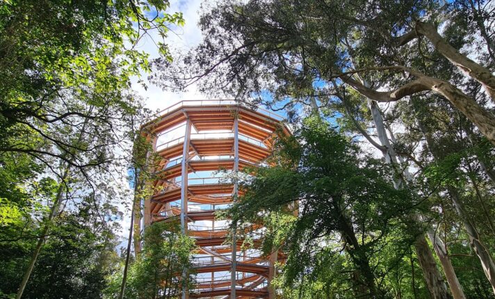 Parque em Wicklow tem torre de madeira e caminhada acima das árvores