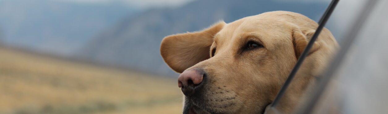 Viajar com cachorro para o exterior: 7 passos para o processo